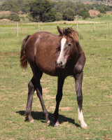 Vente de cheval : SORAYA  AL RIUS